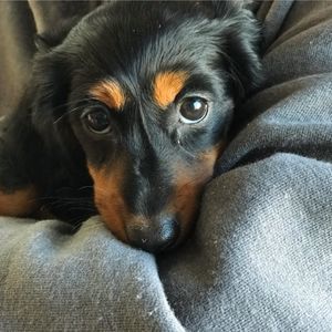 Meet your Posher, Larry